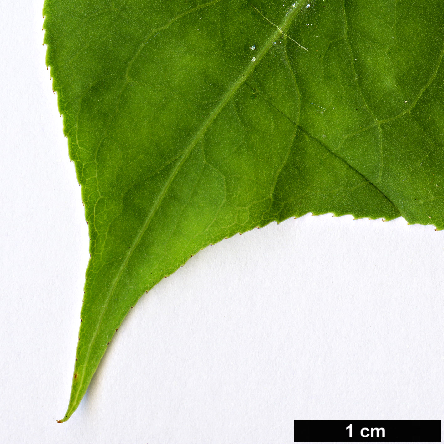 High resolution image: Family: Celastraceae - Genus: Euonymus - Taxon: bungeanus - SpeciesSub: f. pendulus